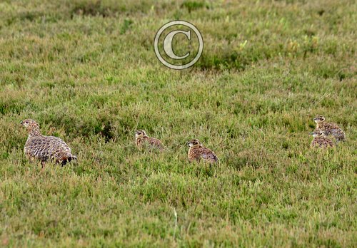   Red Grouse with Chicks  DM2068